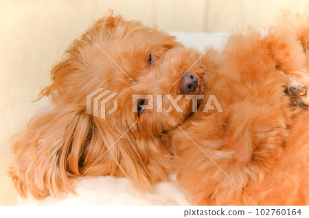 The expression of a sleeping puppy 102760164