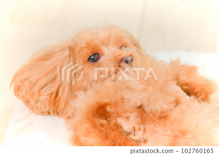 一隻熟睡的小狗的表情 102760165