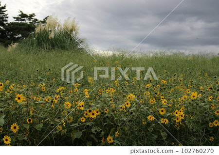 雨雲襲擊向日葵田 102760270