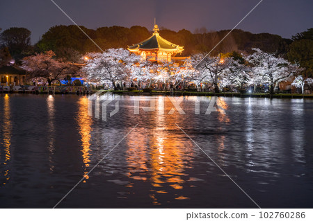 《Tokyo》 Shinobazu Pond in full bloom, Ueno Park in spring 102760286