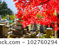 Autumn leaves and a grave 102760294