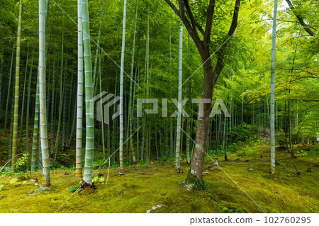 Kyoto Saga Arashiyama Summer World Heritage Tenryu-ji Temple 102760295