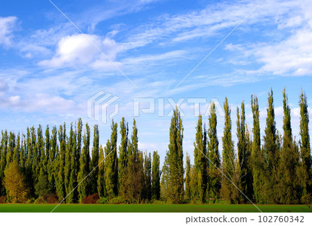 意大利的天空和雲彩，寬闊的柏樹 102760342