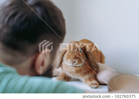 young caucasian bearded veterinarian doctor examining red rabit young caucasian bearded veterinarian doctor examining red rabit 102760375