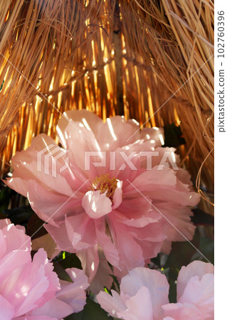 Pink winter peonies in full bloom shining in the winter sunshine 102760396