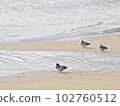 鴨子休息的海灘 102760512