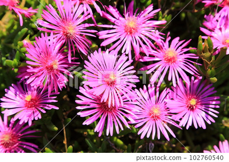 Matsubakikiku 102760540