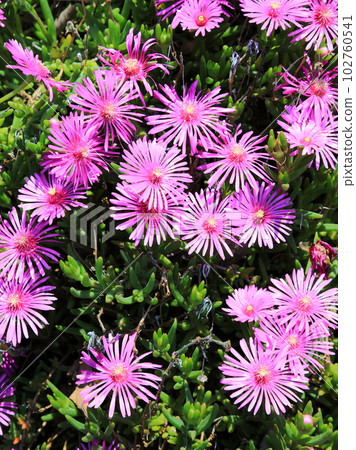 Matsubakikiku Matsubakikiku 102760541