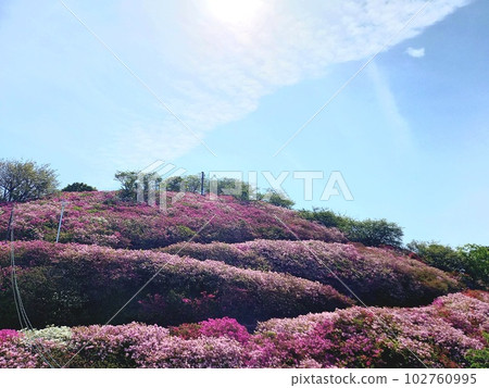漫山遍野的杜鵑花 102760995