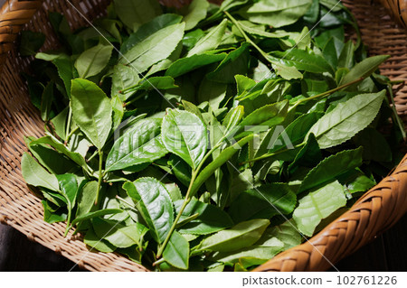 tea leaves in a colander tea leaves in a colander 102761226