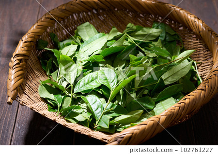 tea leaves in a colander tea leaves in a colander 102761227