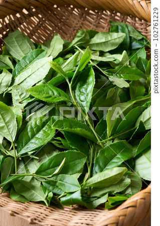 tea leaves in a colander 102761229
