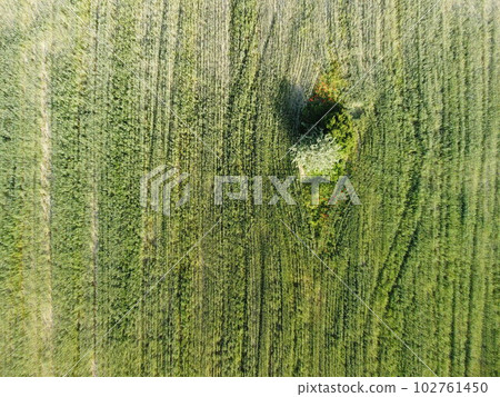 Aerial view on green wheat field in countryside. Field of wheat blowing in the wind like green sea. Young and green Spikelets. Ears of barley crop in nature. Agronomy, industry and food production. Aerial view on green wheat field in countryside. Field of wheat blowing in the wind like green sea. Young and green Spikelets. Ears of barley crop in nature. Agronomy, industry and food production. 102761450