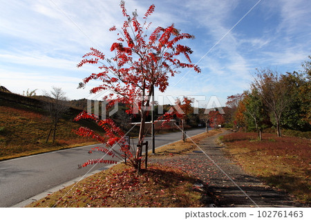 一排紅葉夏霧樹 一排紅葉夏霧樹 102761463
