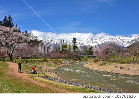 Spring in Shinshu, cherry blossoms in Oide Park, Hakuba Village, Nagano Prefecture 102761620