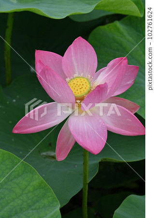 Oga lotus Oga lotus 102761624