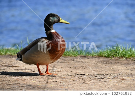 Mallard. Wild duck on the shore of a pond. Male-duck. (Anas platyrhynchos) Mallard. Wild duck on the shore of a pond. Male-duck. (Anas platyrhynchos) 102761952