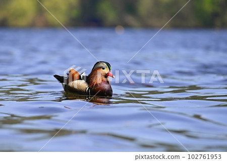Closeup male mandarin duck (Aix galericulata) swimming on the water with reflection. A beautiful bird living in the wild. Closeup male mandarin duck (Aix galericulata) swimming on the water with reflection. A beautiful bird living in the wild. 102761953