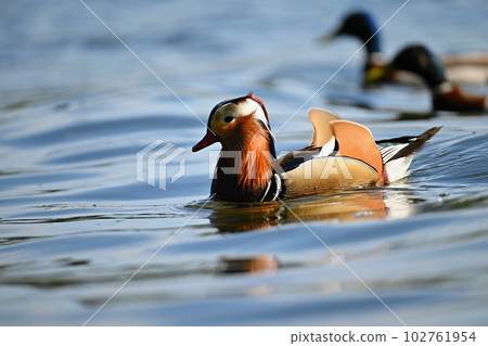 Closeup male mandarin duck (Aix galericulata) swimming on the water with reflection. A beautiful bird living in the wild. 102761954