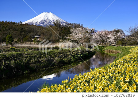 春天的水仙花和富士山 102762039