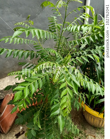 Close up of curry leaf tree plant Close up of curry leaf tree plant 102762041