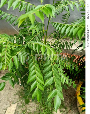 Close up of curry leaf tree plant Close up of curry leaf tree plant 102762042