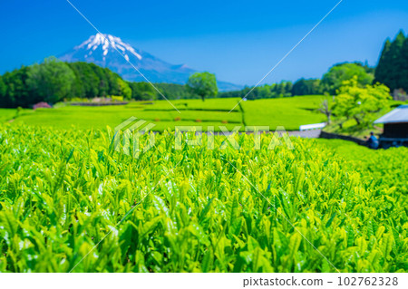[Fresh green material] Fresh green tea leaves, Obuchi Sasaba [Shizuoka Prefecture] 102762328