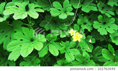 Scenery of bitter gourd leaves Scenery of bitter gourd leaves 102762649