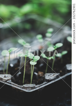Reusable DIY plastic egg panel for planting small vegetables, Sustainability concept at home 102762901