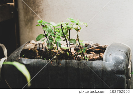 Plastic bottles water DIY for planting vegetable plant at home, reuse and recycle concepts 102762903