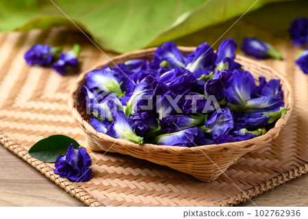 Blue butterfly pea flowers, Natural food coloring in Southeast Asian cuisine 102762936