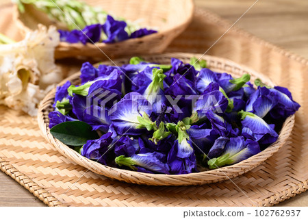 Blue butterfly pea flowers, Natural food coloring in Southeast Asian cuisine 102762937