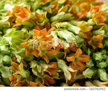 Thai edible flowers (cowslip creeper, Tonkin jasmine or Pakalana vine) 102762942