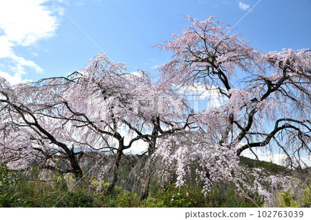 Yasankichi Sakura（奈良縣下市町） 102763039