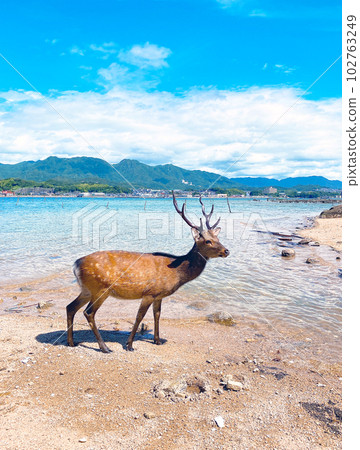 stag standing on the beach stag standing on the beach 102763249
