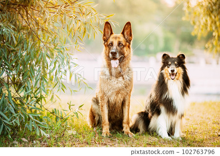 Alsatian Wolf Dog And Tricolor Rough Collie Sitiing Together In park. Funny Scottish Collie, Long-haired Collie, English Collie, Lassie Dog Alsatian Wolf Dog And Tricolor Rough Collie Sitiing Together In park. Funny Scottish Collie, Long-haired Collie, English Collie, Lassie Dog 102763796