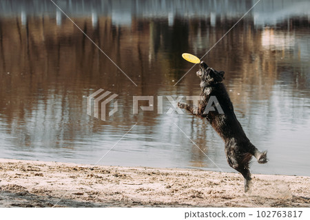 Alsatian Wolf Dog Or Black German Shepherd Dog Playing Outdoor With Flying Disc. Playful Pet Outdoors. Leisure Game For Pets. German Shepherd Dog Jumping Outdoor. Happy Pets Concept Alsatian Wolf Dog Or Black German Shepherd Dog Playing Outdoor With Flying Disc. Playful Pet Outdoors. Leisure Game For Pets. German Shepherd Dog Jumping Outdoor. Happy Pets Concept 102763817