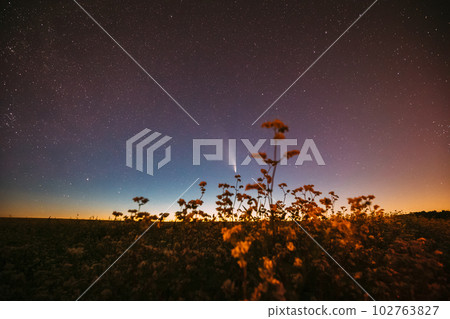 Comet Neowise C 2020 F3 In Night Starry Sky Above Flowering Buckwheat. summer Night Stars 102763827