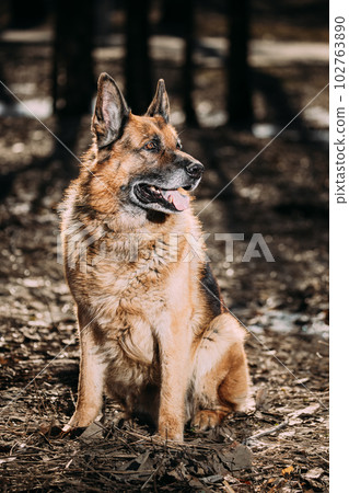 Alsatian Wolf Dog Or Black German Shepherd Dog Sit On Dry Grass In Autumn Forest. Deutscher Dog. Playful Pet Outdoors. Happy Pets Concept. Close-Up View Alsatian Wolf Dog Or Black German Shepherd Dog Sit On Dry Grass In Autumn Forest. Deutscher Dog. Playful Pet Outdoors. Happy Pets Concept. Close-Up View 102763890