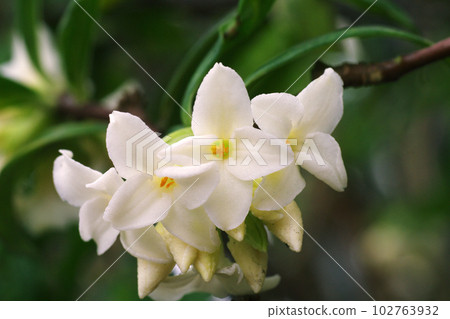 The pure white daphne clover gives off a pleasant fragrance as it blooms. 102763932