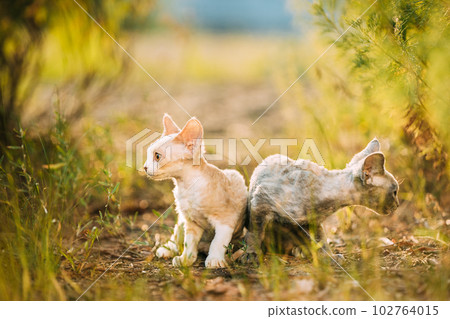 Funny Curious Young Red Ginger Devon Rex Kitten Turned Away In Green Grass. Short-haired Cat Of English Breed. Summertime 102764015