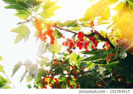 Redcurrant Or Red Currant Ribes Rubrum Branch. Growing Organic Berries In Garden. Ripe Currant Berries In Fruit Garden. Scenic View Bright Sunbeams. Genetically Modified Food Concept 102764017
