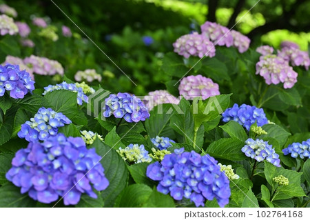 Hydrangea flowers at Gongendo Tsutsumi, Satte City Hydrangea flowers at Gongendo Tsutsumi, Satte City 102764168