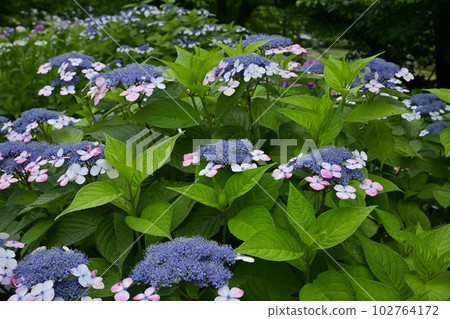 Hydrangea flowers at Gongendo Tsutsumi, Satte City 102764172