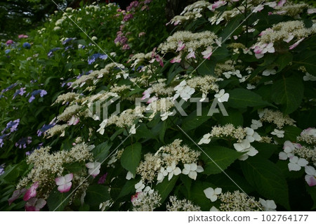 佐手市權現堂堤的繡球花 102764177