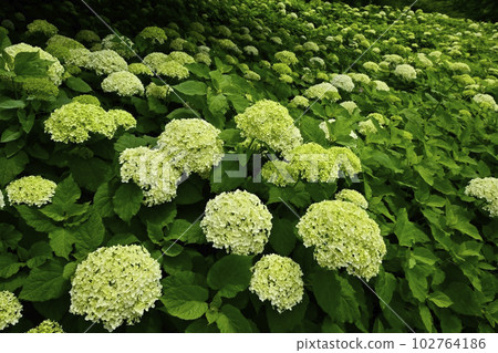 佐手市權現堂堤的繡球花 102764186