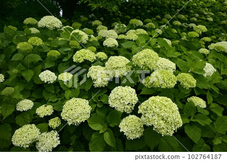 佐手市權現堂堤的繡球花 102764187