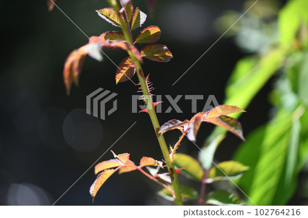 野原少刺 102764216