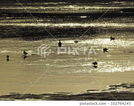 Waterfowl beach evening view Waterfowl beach evening view 102764245
