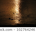 黃昏水鳥海灘 102764246